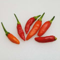 Tabasco Chili Sauce: A Comprehensive Overview